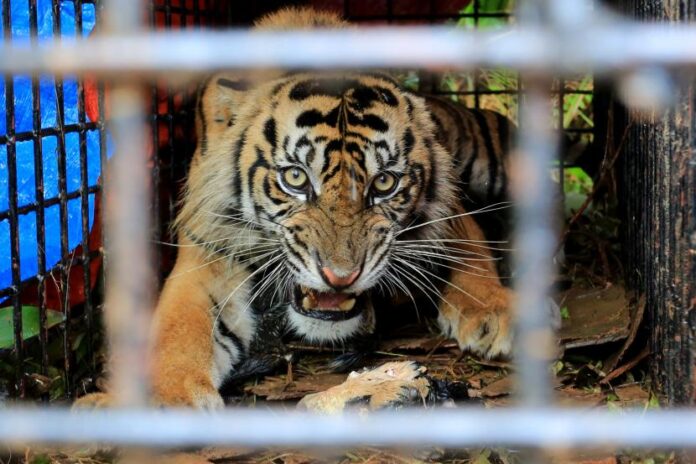 harimau Harimau Sumatera liar berada di dalam kandang jebak (Box Trap) di kawasan Desa Lhok Bengkuang, Aceh Selatan, Aceh, Senin (25/7/2022). (Foto: Antara)