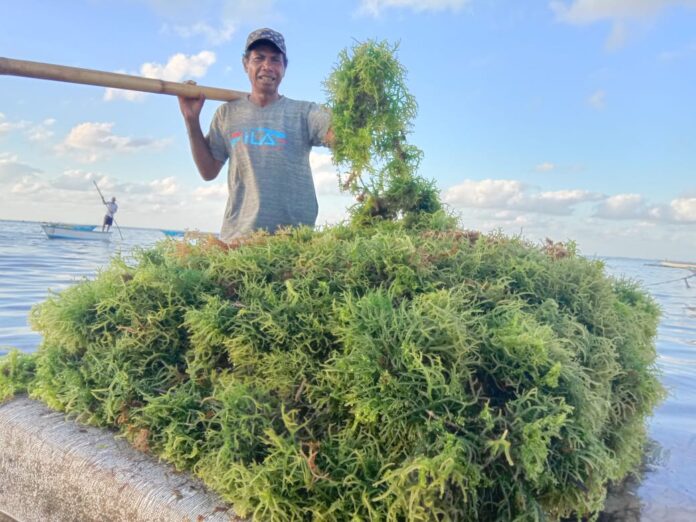 Rumput Laut Kementerian Kelautan dan Perikanan (KKP) terus meningkatkan pelaksanaan program kampung budidaya